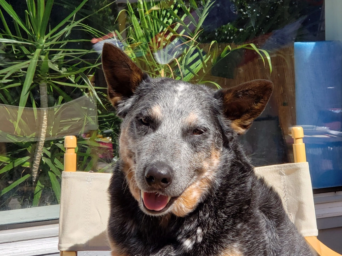 Dog relaxing and enjoying daycare