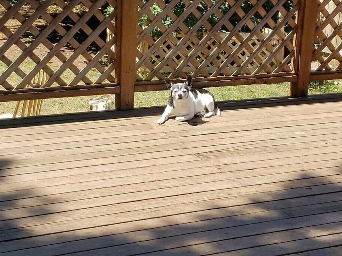 Dog enjoying outdoor space