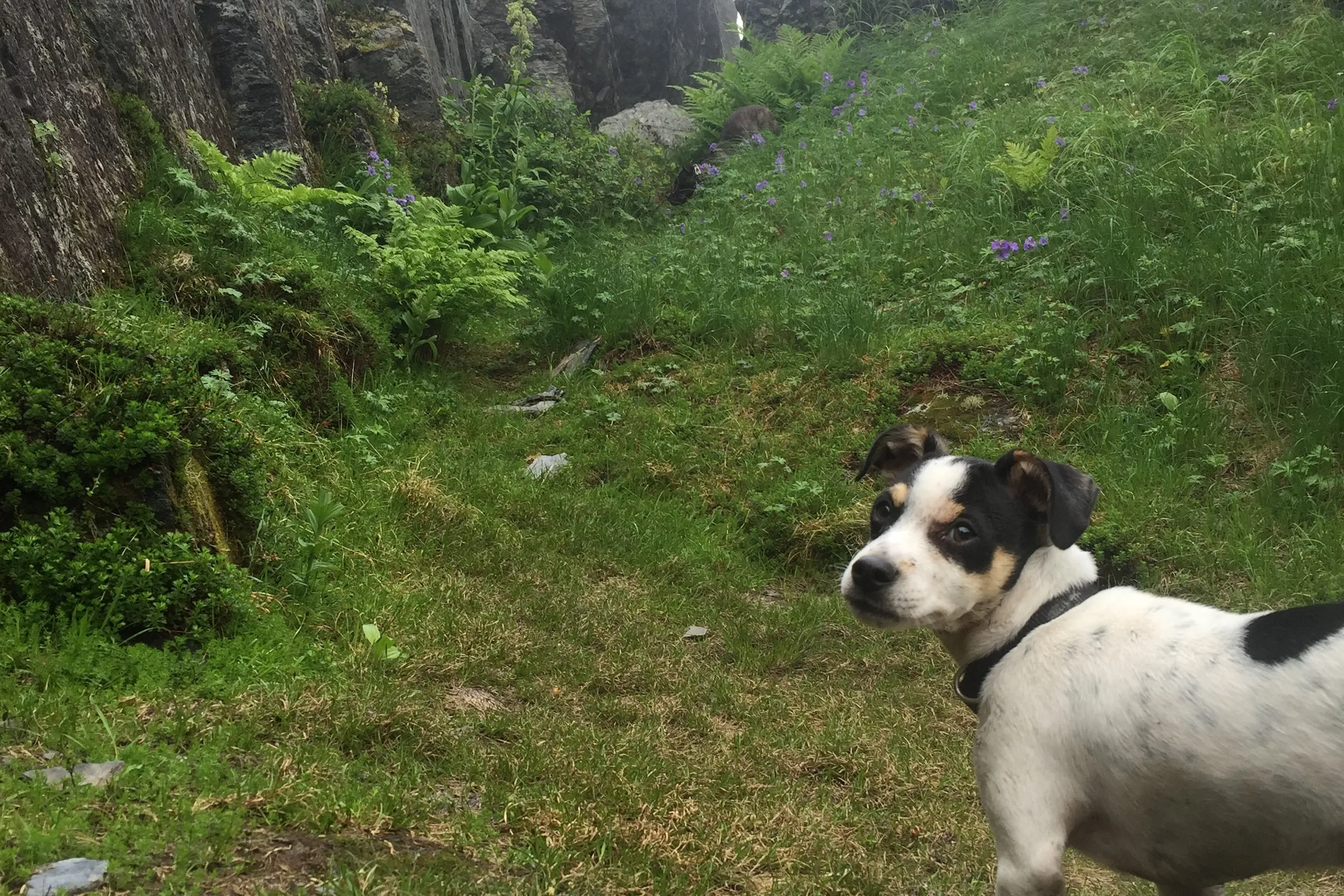 Dogs playing in open field