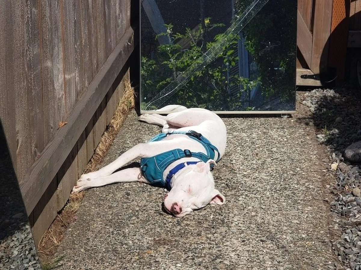 Dog relaxing and enjoying daycare
