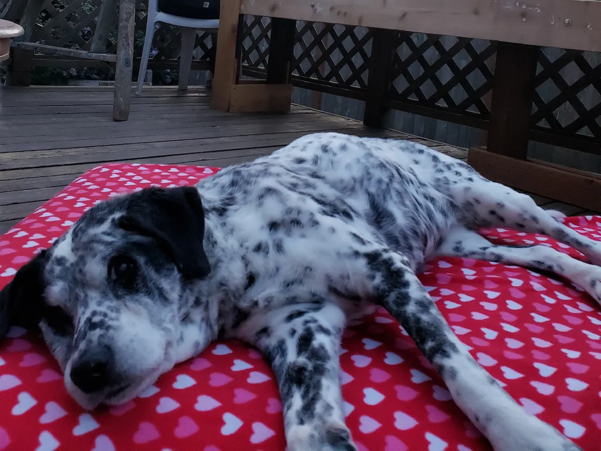 Happy dog at Fremont Dog Plaza