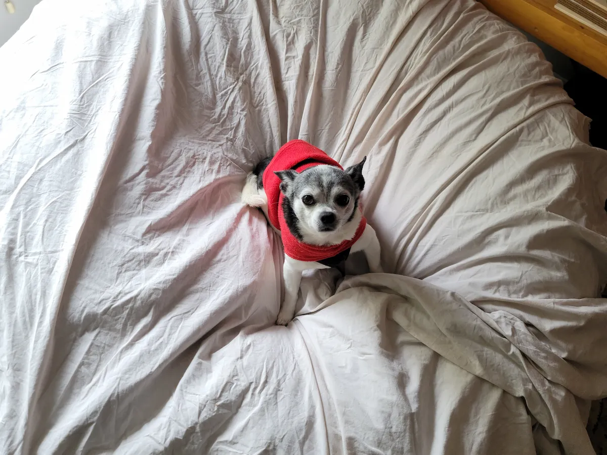 Small dog relaxing comfortably on a big bed